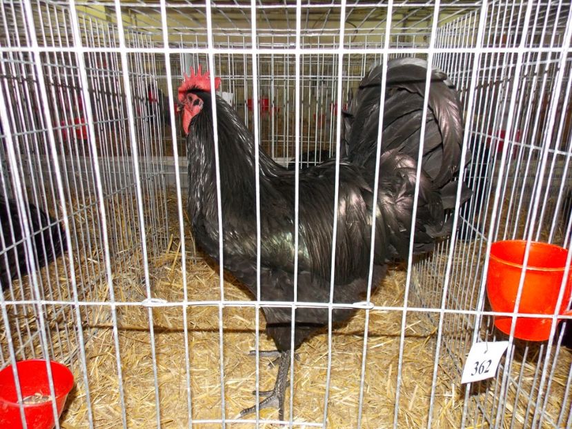  - EXPO-2017 NATIONALA BAICOI