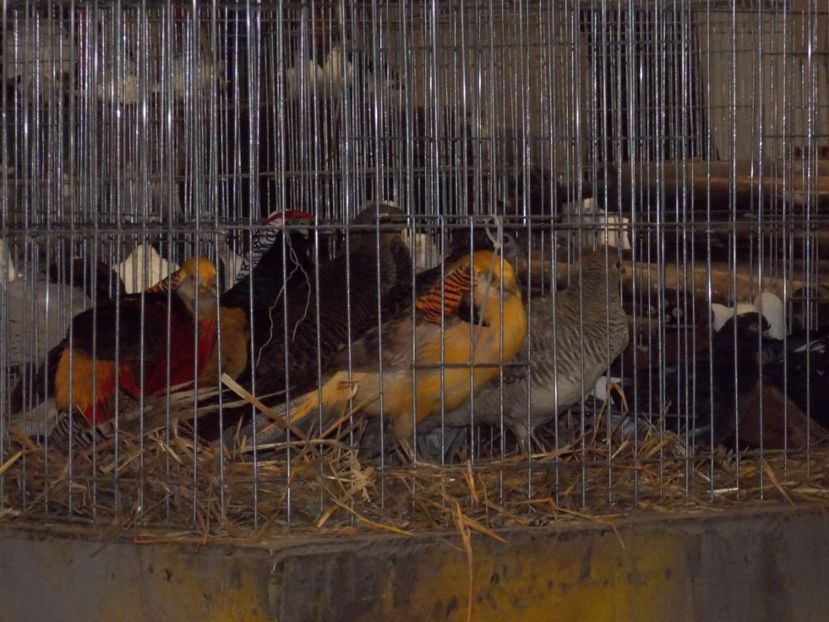  - EXPO-2017 NATIONALA BAICOI