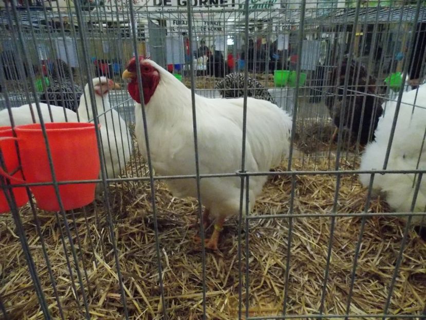  - EXPO-2017 NATIONALA BAICOI