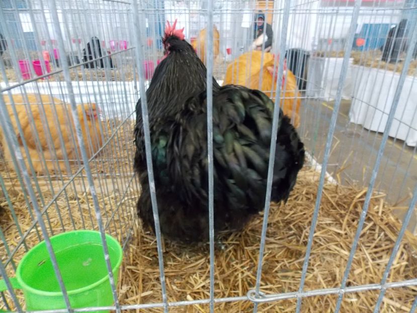  - EXPO-2017 NATIONALA BAICOI