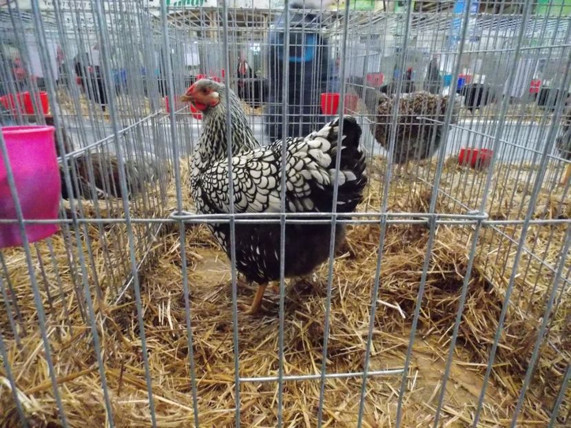  - EXPO-2017 NATIONALA BAICOI