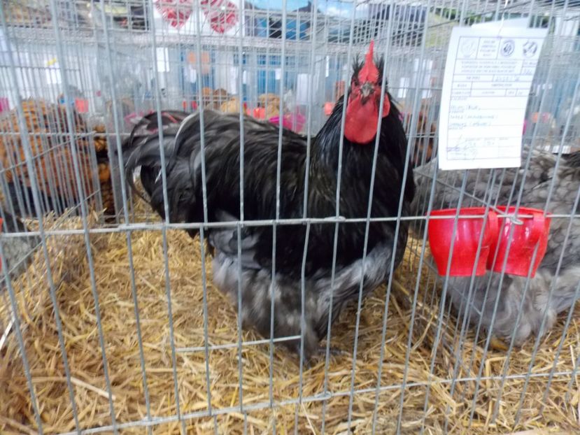  - EXPO-2017 NATIONALA BAICOI