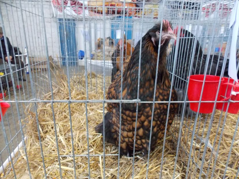  - EXPO-2017 NATIONALA BAICOI