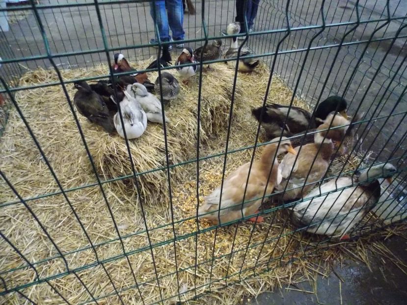  - EXPO-2017 NATIONALA BAICOI