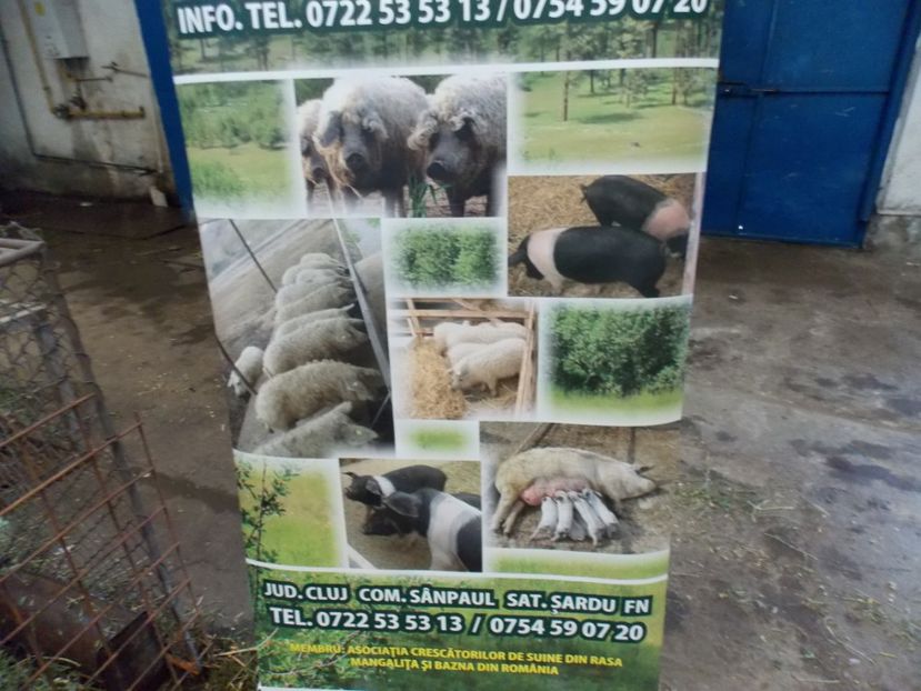  - EXPO-2017 NATIONALA BAICOI