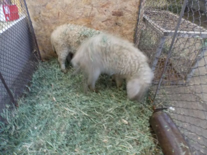  - EXPO-2017 NATIONALA BAICOI