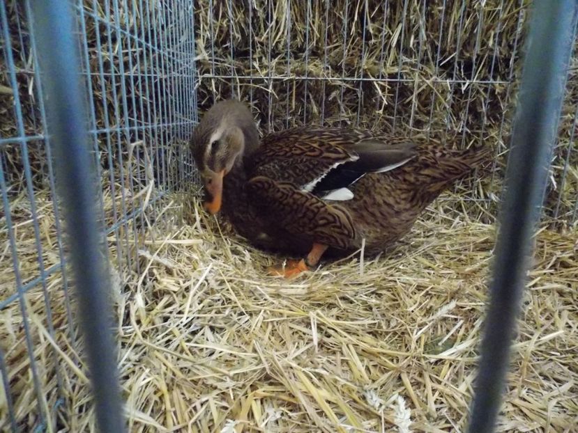  - EXPO-2017 NATIONALA BAICOI