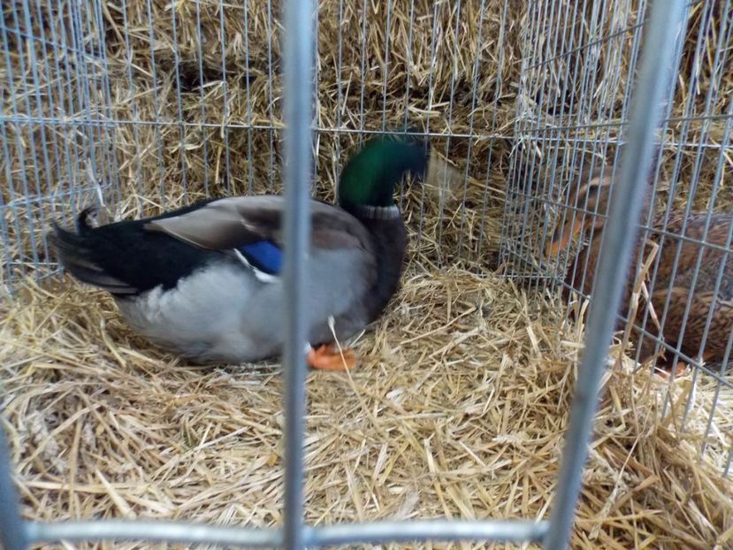  - EXPO-2017 NATIONALA BAICOI