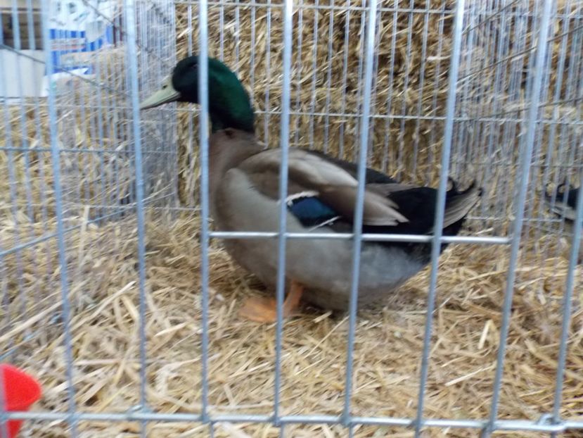  - EXPO-2017 NATIONALA BAICOI