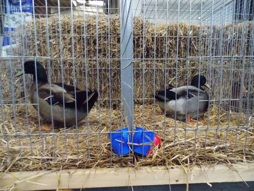  - EXPO-2017 NATIONALA BAICOI