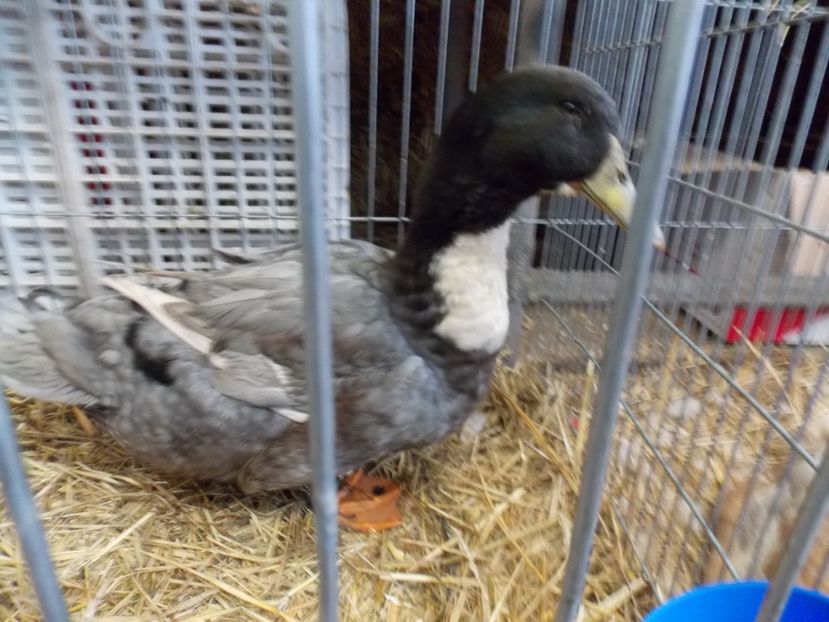  - EXPO-2017 NATIONALA BAICOI