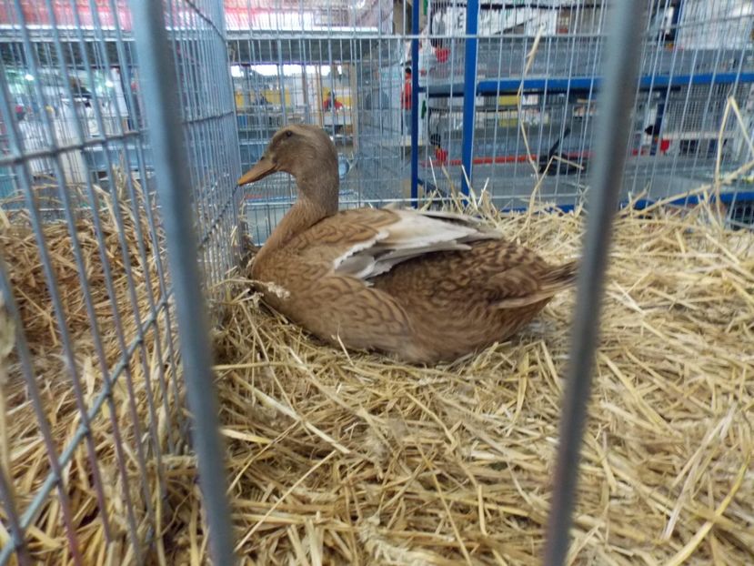  - EXPO-2017 NATIONALA BAICOI