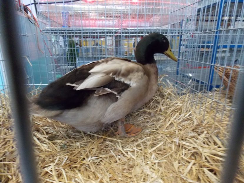  - EXPO-2017 NATIONALA BAICOI