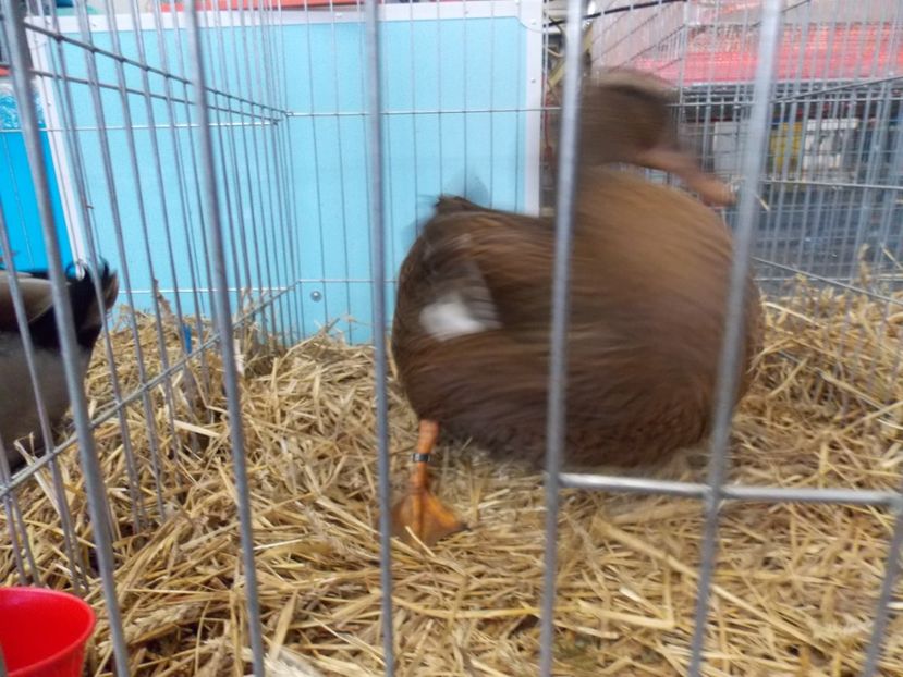  - EXPO-2017 NATIONALA BAICOI