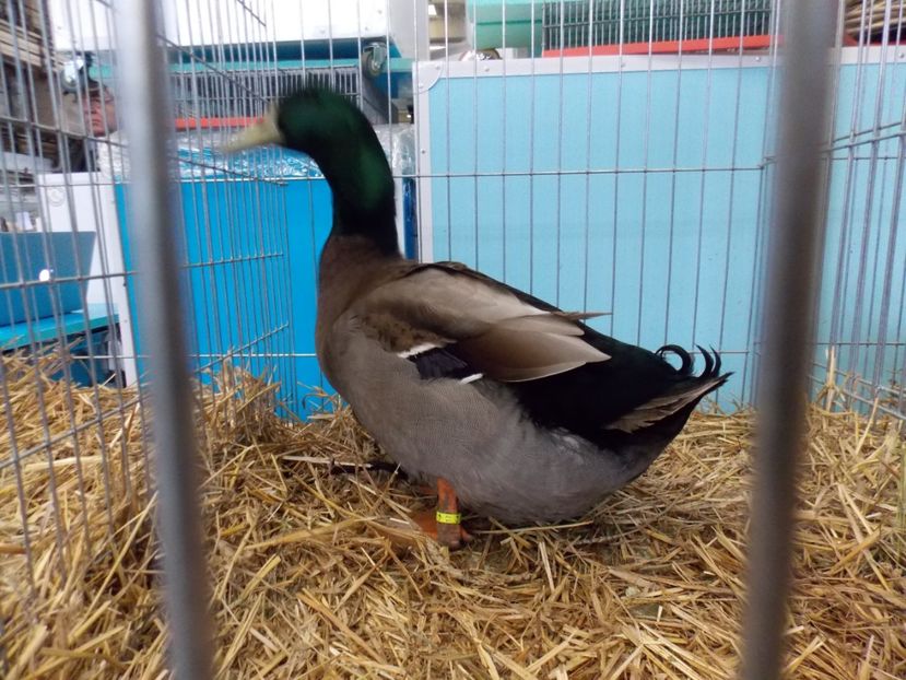  - EXPO-2017 NATIONALA BAICOI