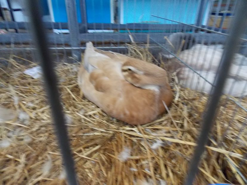  - EXPO-2017 NATIONALA BAICOI