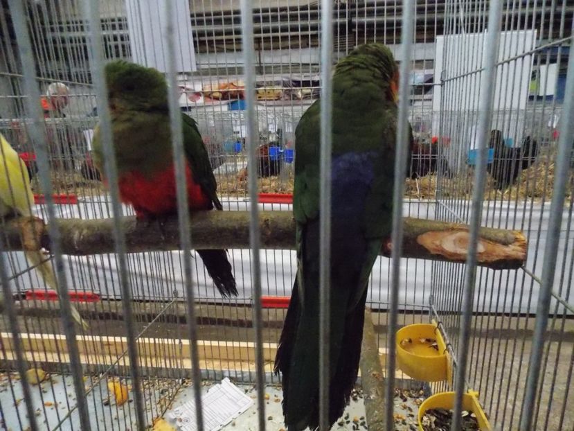  - EXPO-2017 NATIONALA BAICOI