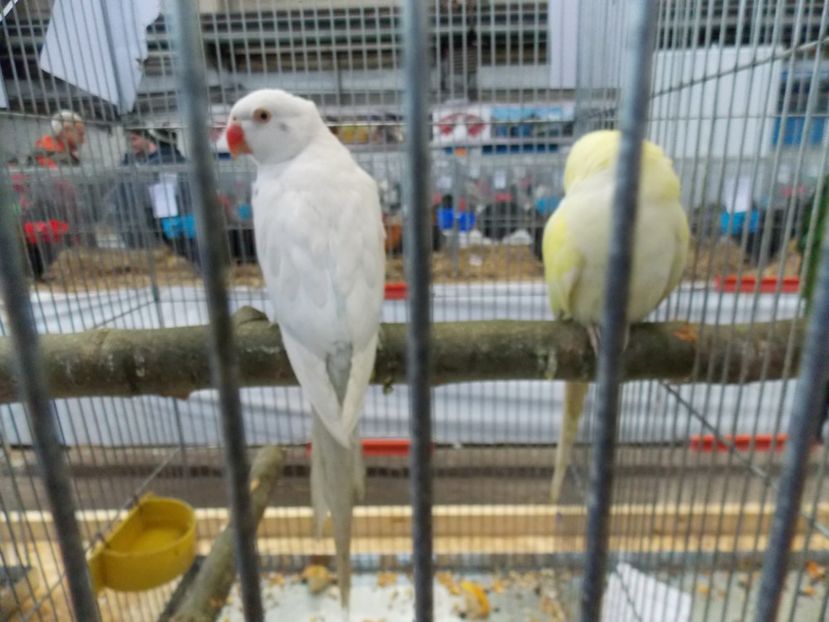  - EXPO-2017 NATIONALA BAICOI