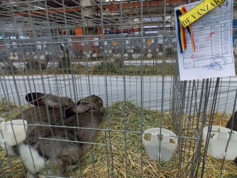  - EXPO-2017 NATIONALA BAICOI