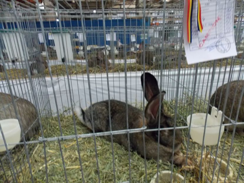  - EXPO-2017 NATIONALA BAICOI