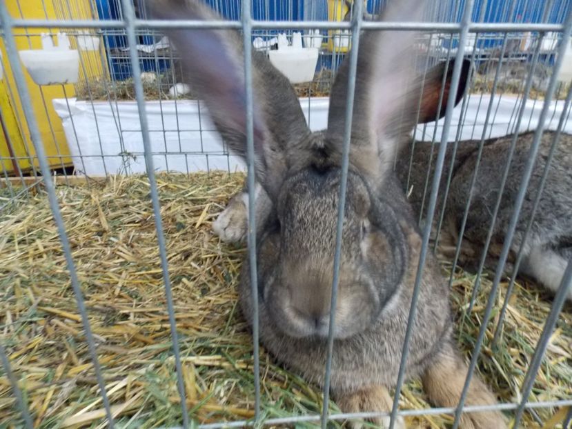  - EXPO-2017 NATIONALA BAICOI