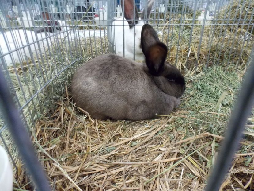  - EXPO-2017 NATIONALA BAICOI