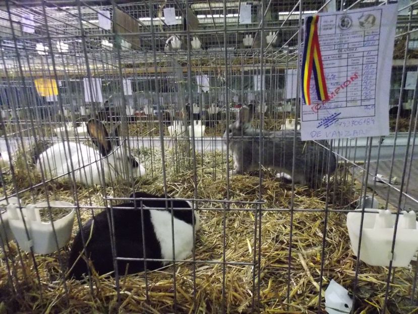  - EXPO-2017 NATIONALA BAICOI