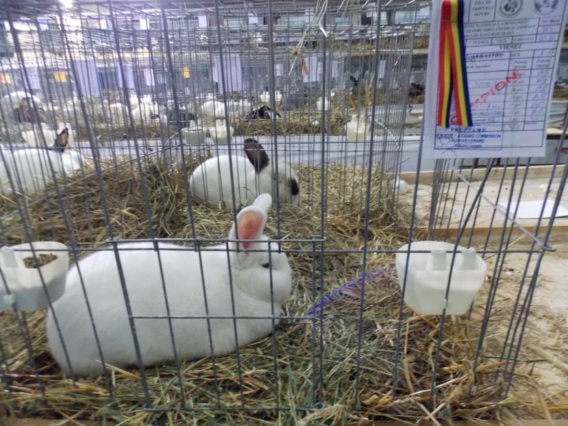  - EXPO-2017 NATIONALA BAICOI