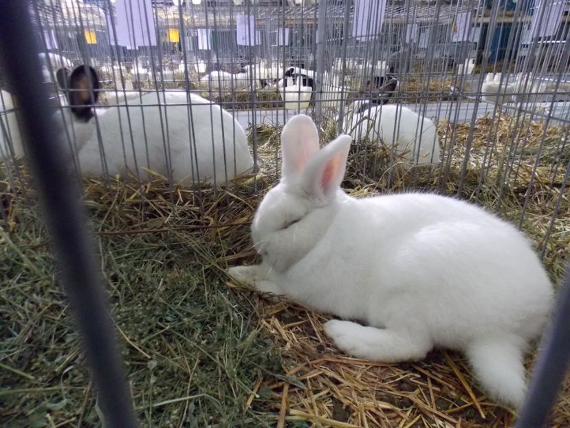  - EXPO-2017 NATIONALA BAICOI