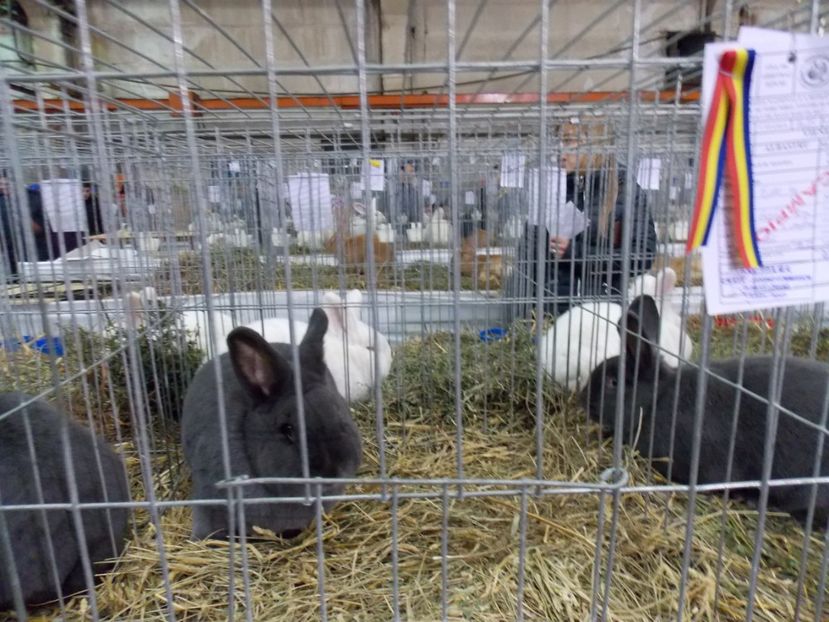  - EXPO-2017 NATIONALA BAICOI