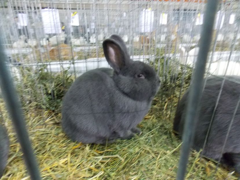  - EXPO-2017 NATIONALA BAICOI