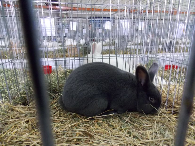  - EXPO-2017 NATIONALA BAICOI