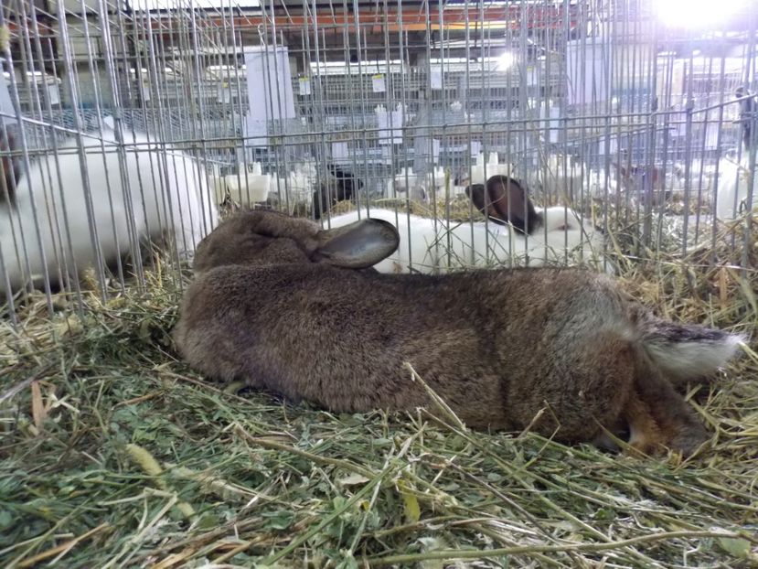  - EXPO-2017 NATIONALA BAICOI