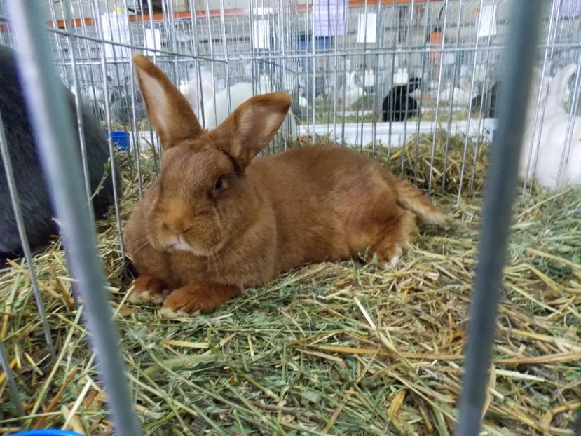  - EXPO-2017 NATIONALA BAICOI