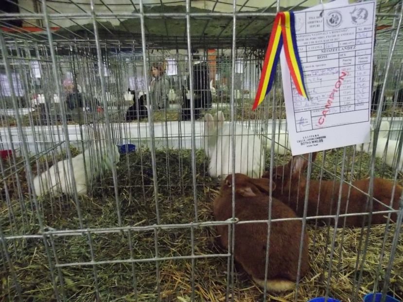  - EXPO-2017 NATIONALA BAICOI