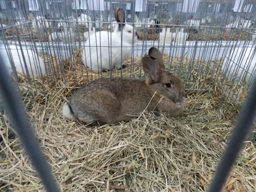  - EXPO-2017 NATIONALA BAICOI