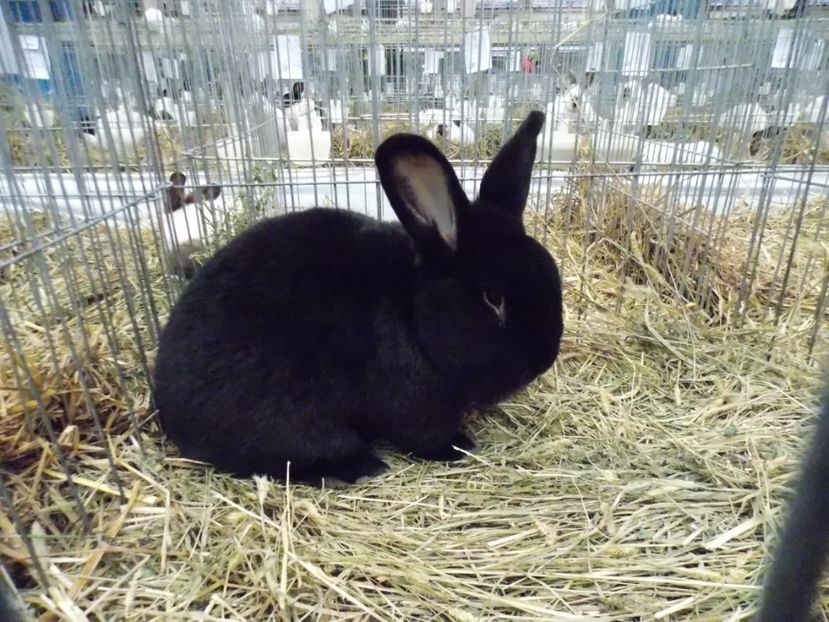  - EXPO-2017 NATIONALA BAICOI