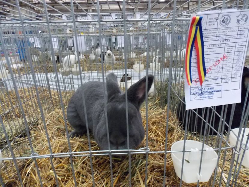  - EXPO-2017 NATIONALA BAICOI