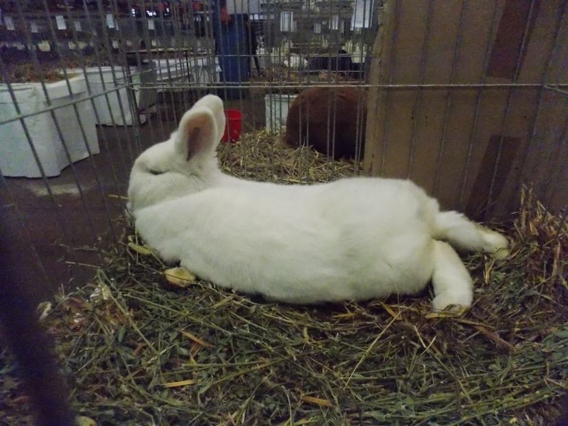  - EXPO-2017 NATIONALA BAICOI