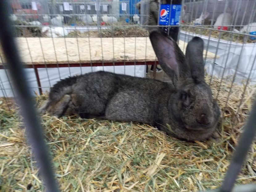  - EXPO-2017 NATIONALA BAICOI