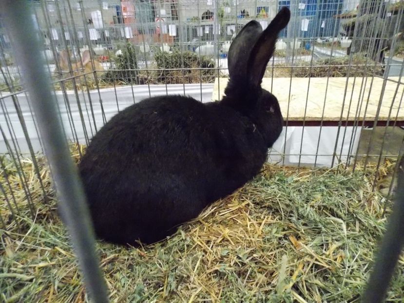  - EXPO-2017 NATIONALA BAICOI