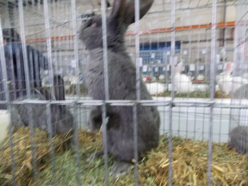  - EXPO-2017 NATIONALA BAICOI