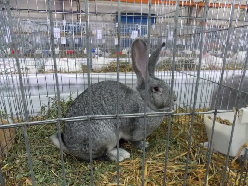  - EXPO-2017 NATIONALA BAICOI