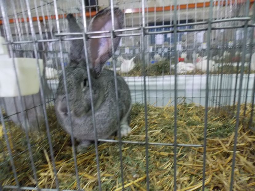  - EXPO-2017 NATIONALA BAICOI