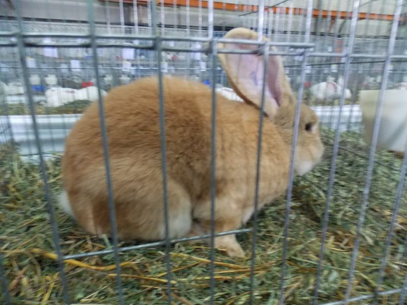  - EXPO-2017 NATIONALA BAICOI