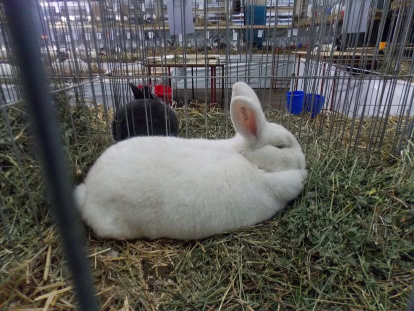  - EXPO-2017 NATIONALA BAICOI