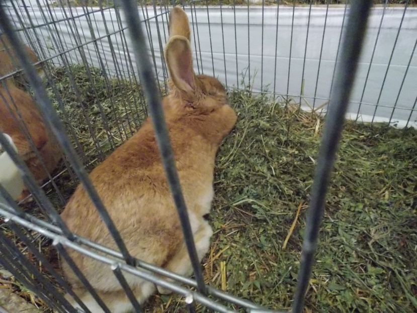  - EXPO-2017 NATIONALA BAICOI