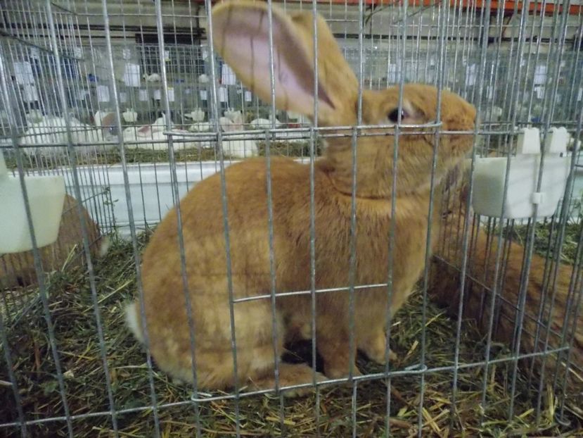  - EXPO-2017 NATIONALA BAICOI