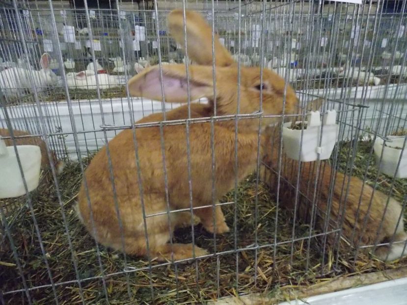  - EXPO-2017 NATIONALA BAICOI