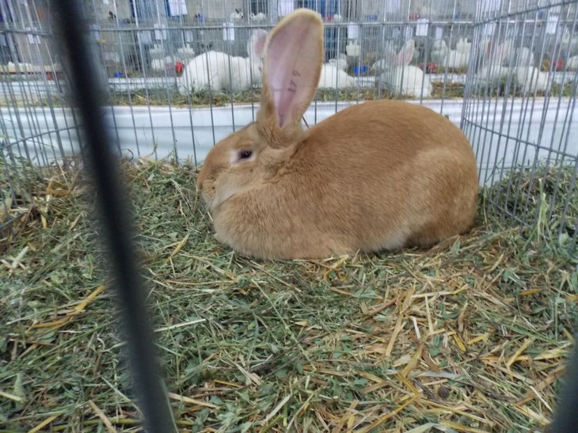  - EXPO-2017 NATIONALA BAICOI